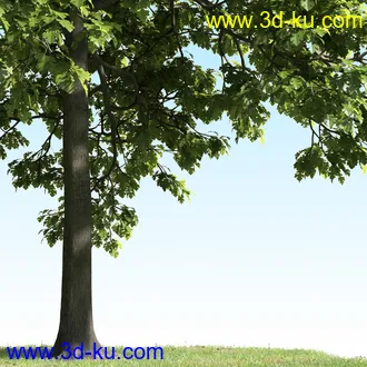 树木模型,植物模型,乔木模型,茂盛树木模型共54个的图片28