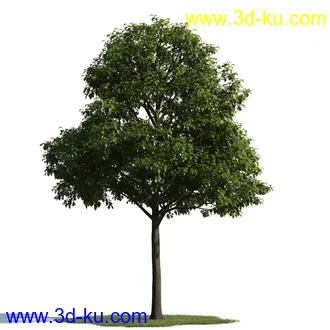 树木模型,植物模型,乔木模型,茂盛树木模型共54个的图片29