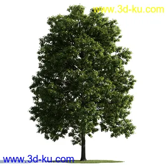 树木模型,植物模型,乔木模型,茂盛树木模型共54个的图片30