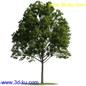 树木模型,植物模型,乔木模型,茂盛树木模型共54个的图片31