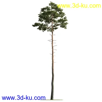 树木模型,植物模型,乔木模型,茂盛树木模型共54个的图片33