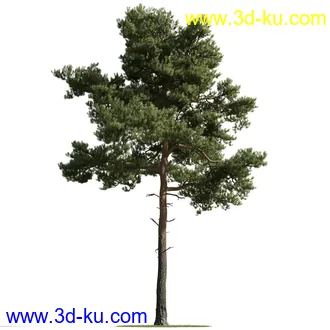 树木模型,植物模型,乔木模型,茂盛树木模型共54个的图片34