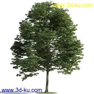 树木模型,植物模型,乔木模型,茂盛树木模型共54个的图片35