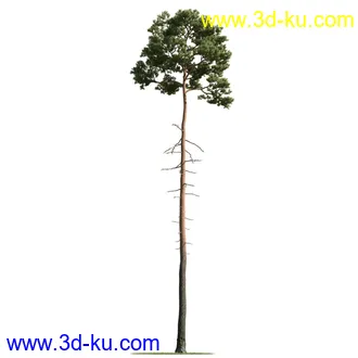 树木模型,植物模型,乔木模型,茂盛树木模型共54个的图片36