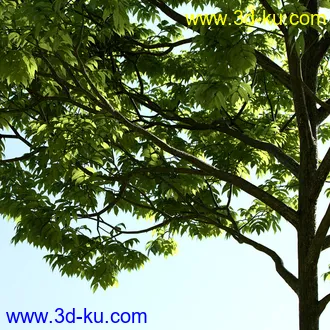 树木模型,植物模型,乔木模型,茂盛树木模型共54个的图片37