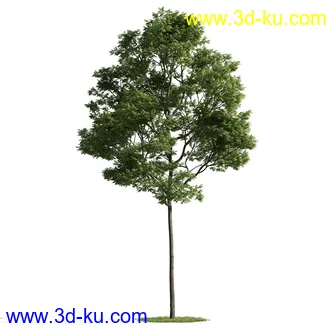 树木模型,植物模型,乔木模型,茂盛树木模型共54个的图片38