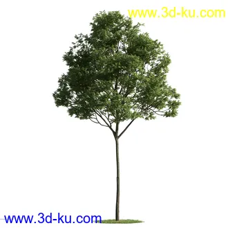 树木模型,植物模型,乔木模型,茂盛树木模型共54个的图片39