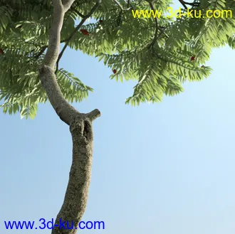 树木模型,植物模型,乔木模型,茂盛树木模型共54个的图片41