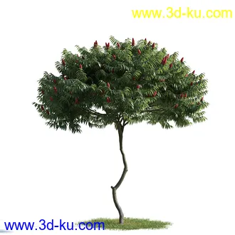 树木模型,植物模型,乔木模型,茂盛树木模型共54个的图片42