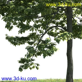 树木模型,植物模型,乔木模型,茂盛树木模型共54个的图片43