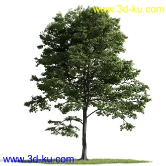 树木模型,植物模型,乔木模型,茂盛树木模型共54个的图片45