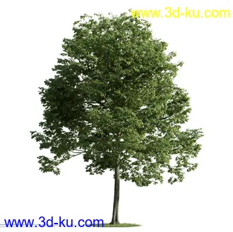 树木模型,植物模型,乔木模型,茂盛树木模型共54个的图片46