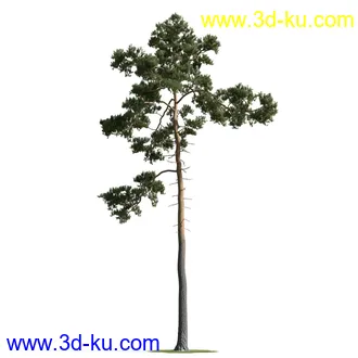 树木模型,植物模型,乔木模型,茂盛树木模型共54个的图片50