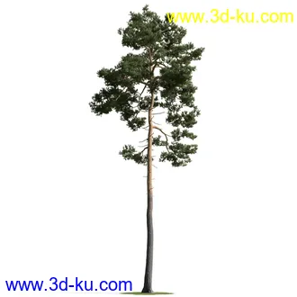 树木模型,植物模型,乔木模型,茂盛树木模型共54个的图片51