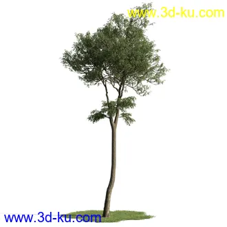 树木模型,植物模型,乔木模型,茂盛树木模型共54个的图片53