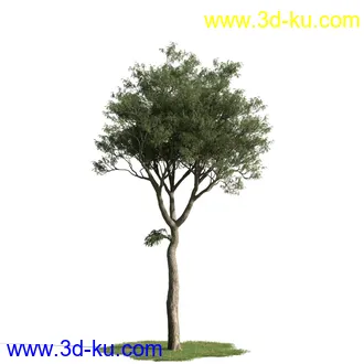 树木模型,植物模型,乔木模型,茂盛树木模型共54个的图片55