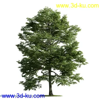 树木模型,植物模型,乔木模型,茂盛树木模型共54个的图片57