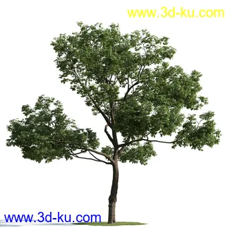 树木模型,植物模型,乔木模型,茂盛树木模型共54个的图片58