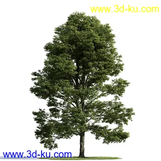 树木模型,植物模型,乔木模型,茂盛树木模型共54个的图片63