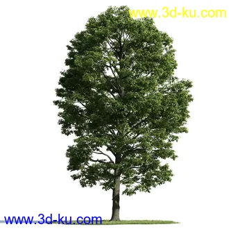 树木模型,植物模型,乔木模型,茂盛树木模型共54个的图片64