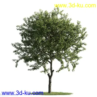 树木模型,植物模型,乔木模型,茂盛树木模型共54个的图片67