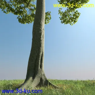 树木模型,植物模型,乔木模型,茂盛树木模型共54个的图片68