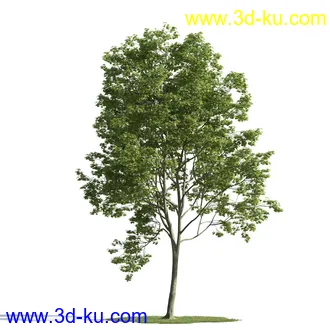 树木模型,植物模型,乔木模型,茂盛树木模型共54个的图片71