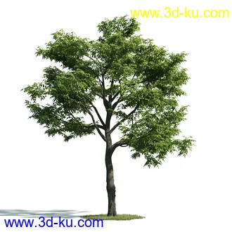 树木模型,植物模型,乔木模型,大树,茂盛树木模型共54个的图片1