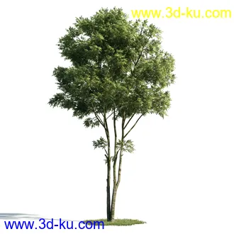 树木模型,植物模型,乔木模型,大树,茂盛树木模型共54个的图片2