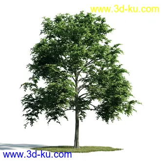 树木模型,植物模型,乔木模型,大树,茂盛树木模型共54个的图片4