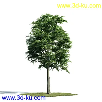 树木模型,植物模型,乔木模型,大树,茂盛树木模型共54个的图片5