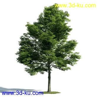 树木模型,植物模型,乔木模型,大树,茂盛树木模型共54个的图片6