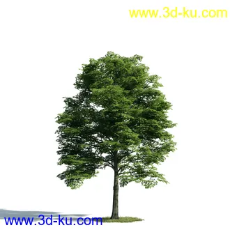 树木模型,植物模型,乔木模型,大树,茂盛树木模型共54个的图片7