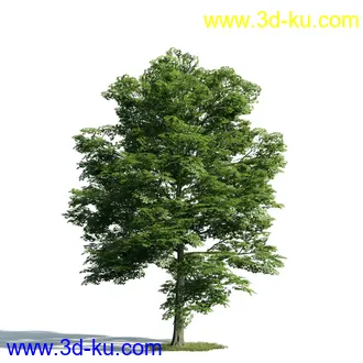 树木模型,植物模型,乔木模型,大树,茂盛树木模型共54个的图片8