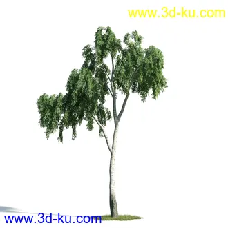 树木模型,植物模型,乔木模型,大树,茂盛树木模型共54个的图片10