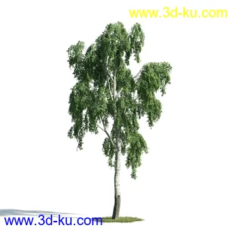 树木模型,植物模型,乔木模型,大树,茂盛树木模型共54个的图片11