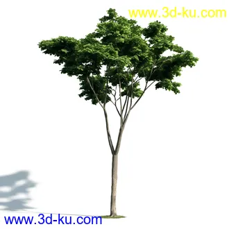 树木模型,植物模型,乔木模型,大树,茂盛树木模型共54个的图片12