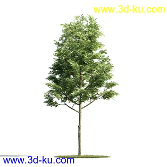 树木模型,植物模型,乔木模型,大树,茂盛树木模型共54个的图片13