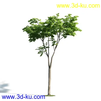 树木模型,植物模型,乔木模型,大树,茂盛树木模型共54个的图片14