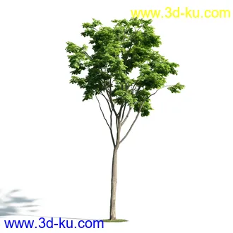 树木模型,植物模型,乔木模型,大树,茂盛树木模型共54个的图片15