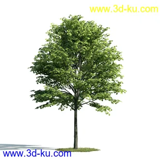 树木模型,植物模型,乔木模型,大树,茂盛树木模型共54个的图片16