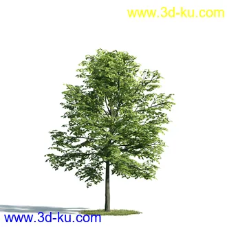 树木模型,植物模型,乔木模型,大树,茂盛树木模型共54个的图片17