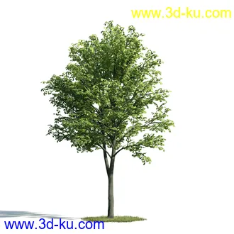 树木模型,植物模型,乔木模型,大树,茂盛树木模型共54个的图片18