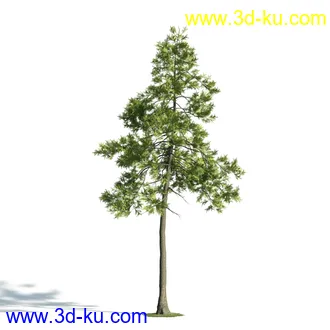 树木模型,植物模型,乔木模型,大树,茂盛树木模型共54个的图片19