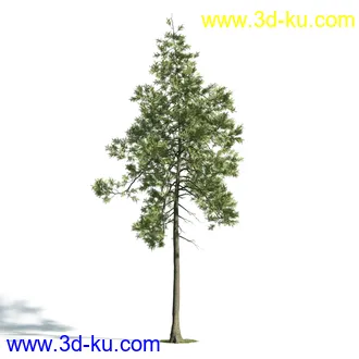 树木模型,植物模型,乔木模型,大树,茂盛树木模型共54个的图片