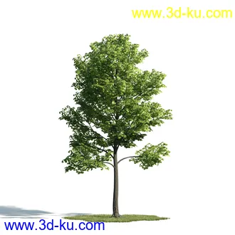 树木模型,植物模型,乔木模型,大树,茂盛树木模型共54个的图片