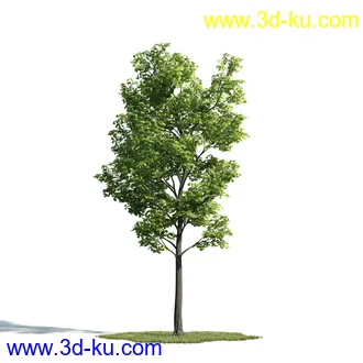 树木模型,植物模型,乔木模型,大树,茂盛树木模型共54个的图片