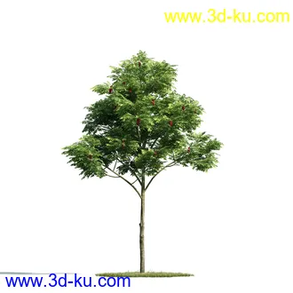 树木模型,植物模型,乔木模型,大树,茂盛树木模型共54个的图片