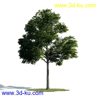 树木模型,植物模型,乔木模型,大树,茂盛树木模型共54个的图片