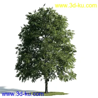 树木模型,植物模型,乔木模型,大树,茂盛树木模型共54个的图片